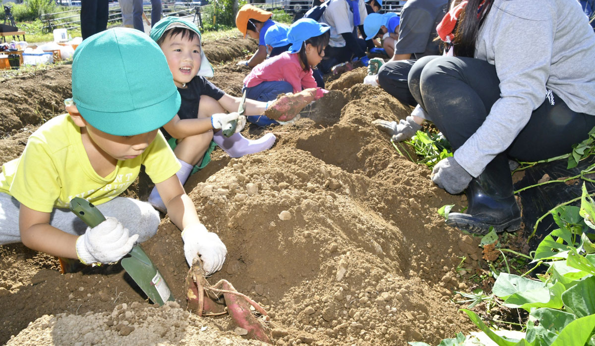 めっちゃ大きい」園児が芋掘り楽しむ 高知県日高村 | 高知新聞