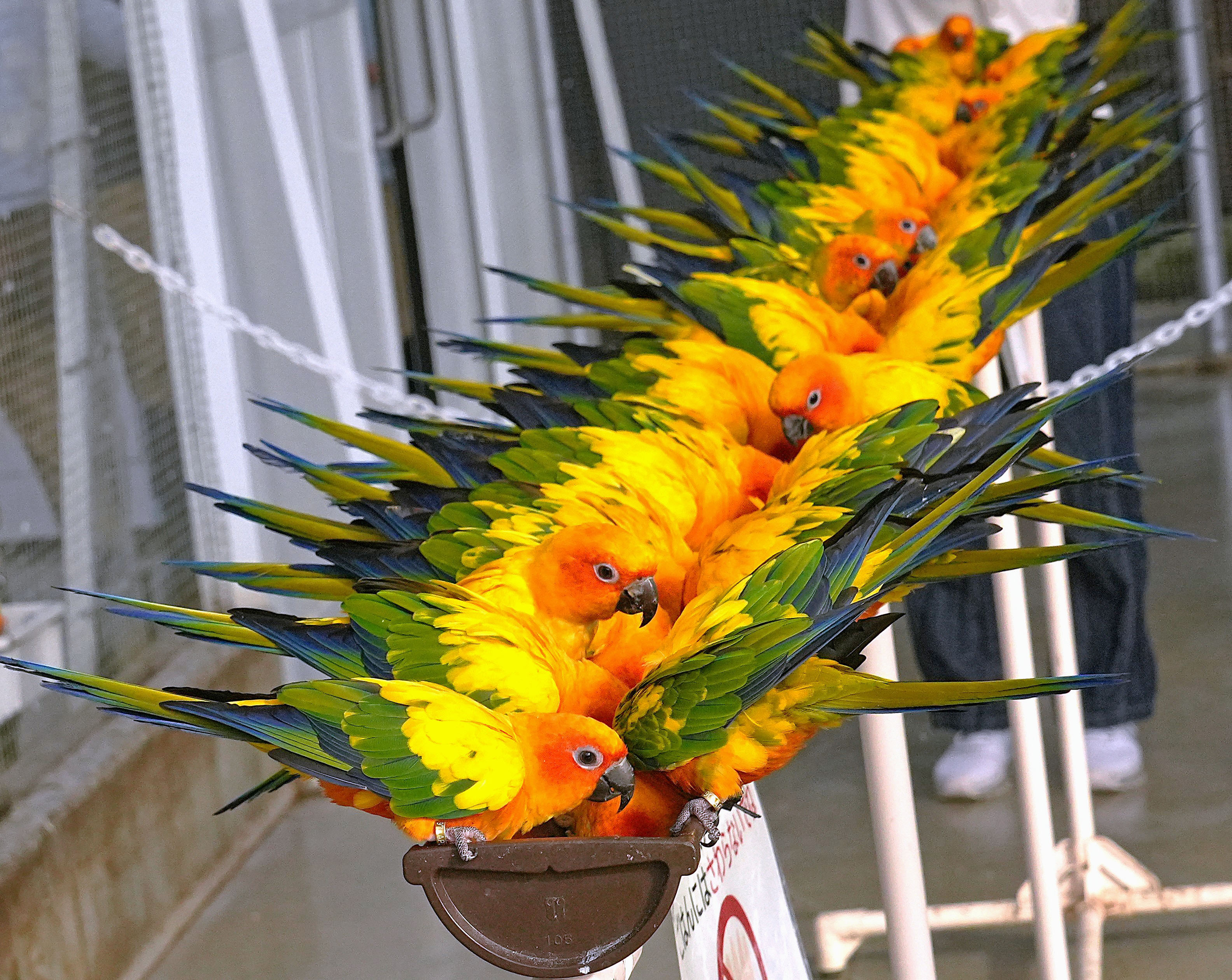 コガネメキシコインコ】みんなでご飯をたべる | 高知新聞