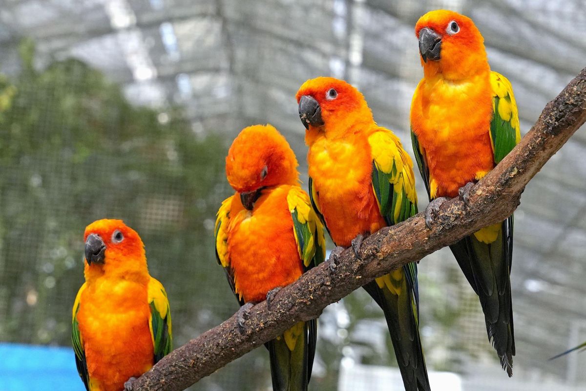 コガネメキシコインコ】みんなでご飯をたべる | 高知新聞