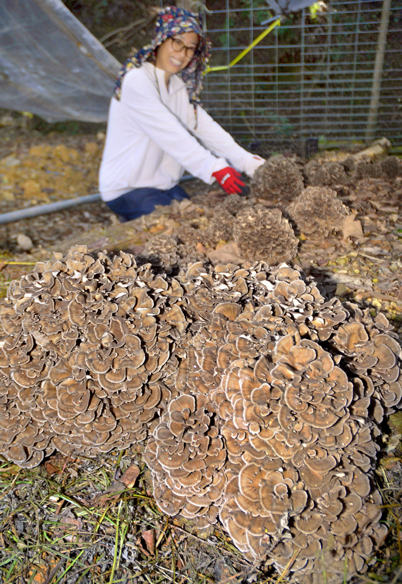 もこっとマイタケ収穫期 高知県三原村の営農組織栽培 | 高知新聞