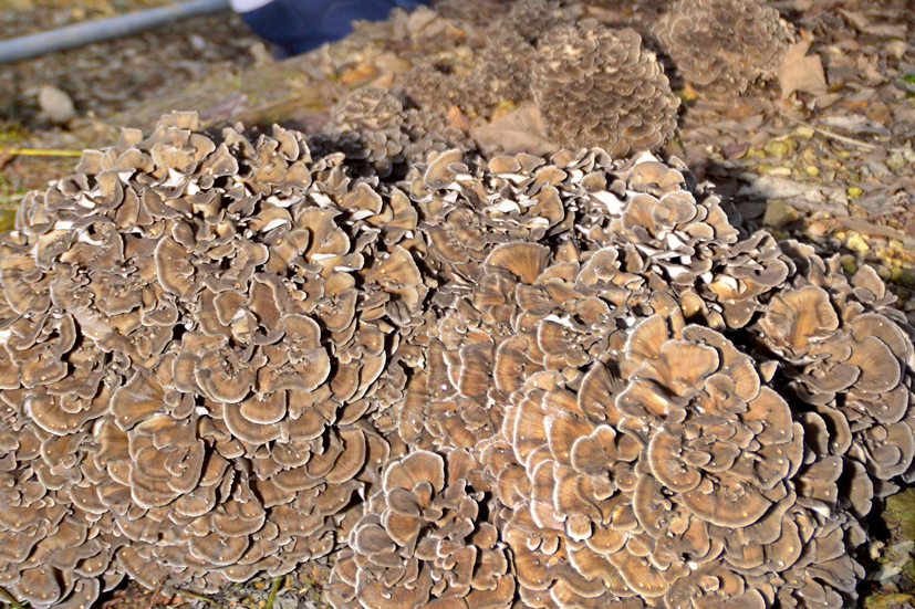 もこっとマイタケ収穫期 高知県三原村の営農組織栽培 | 高知新聞