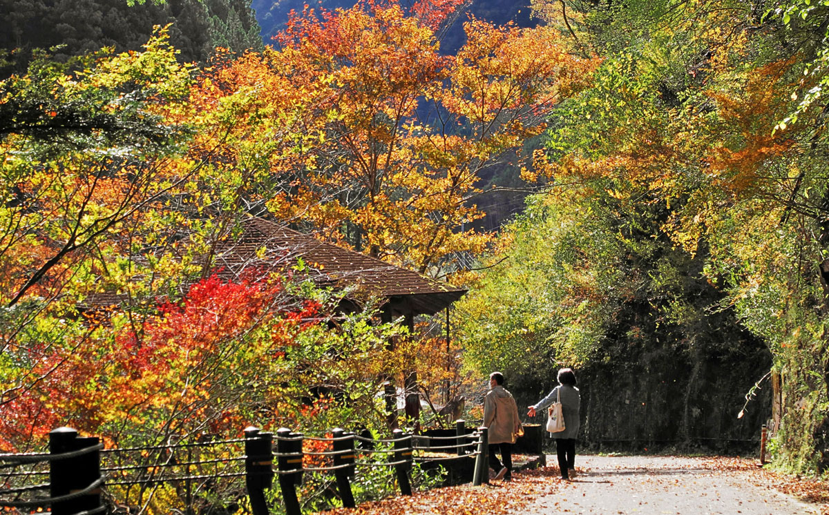 四国の紅葉だより（上）高知県内の名所紹介 錦秋 山に、渓谷に | 高知新聞