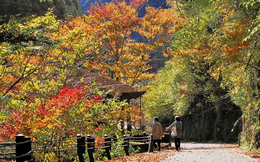 赤や黄色が映えるべふ峡の紅葉（２０２４年１１月１８日、香美市物部町別府）