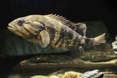 魚類のコウライオヤニラミを追加 「特定外来種」に、環境省 | 高知新聞