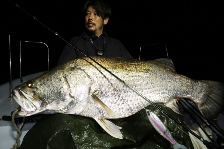 この迫力。とうとう現れた１３０センチ超アカメ