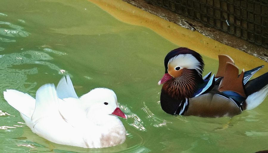 オシドリ。左が白変種＝静岡県掛川市の掛川花鳥園