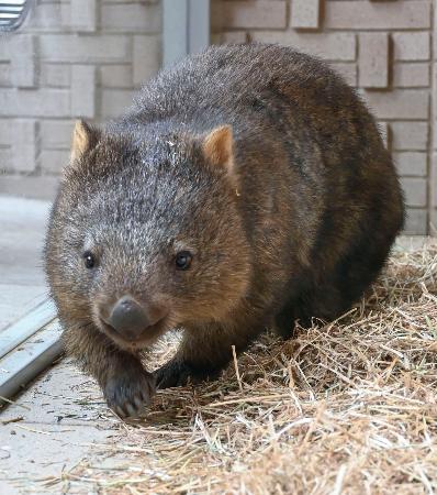 ウォンバットをお披露目、大阪 新たに2頭、五月山動物園 | 高知新聞