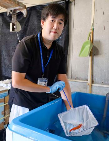 全国初、ボタンエビ養殖成功 茨城、「ブランド水産物に」 | 高知新聞