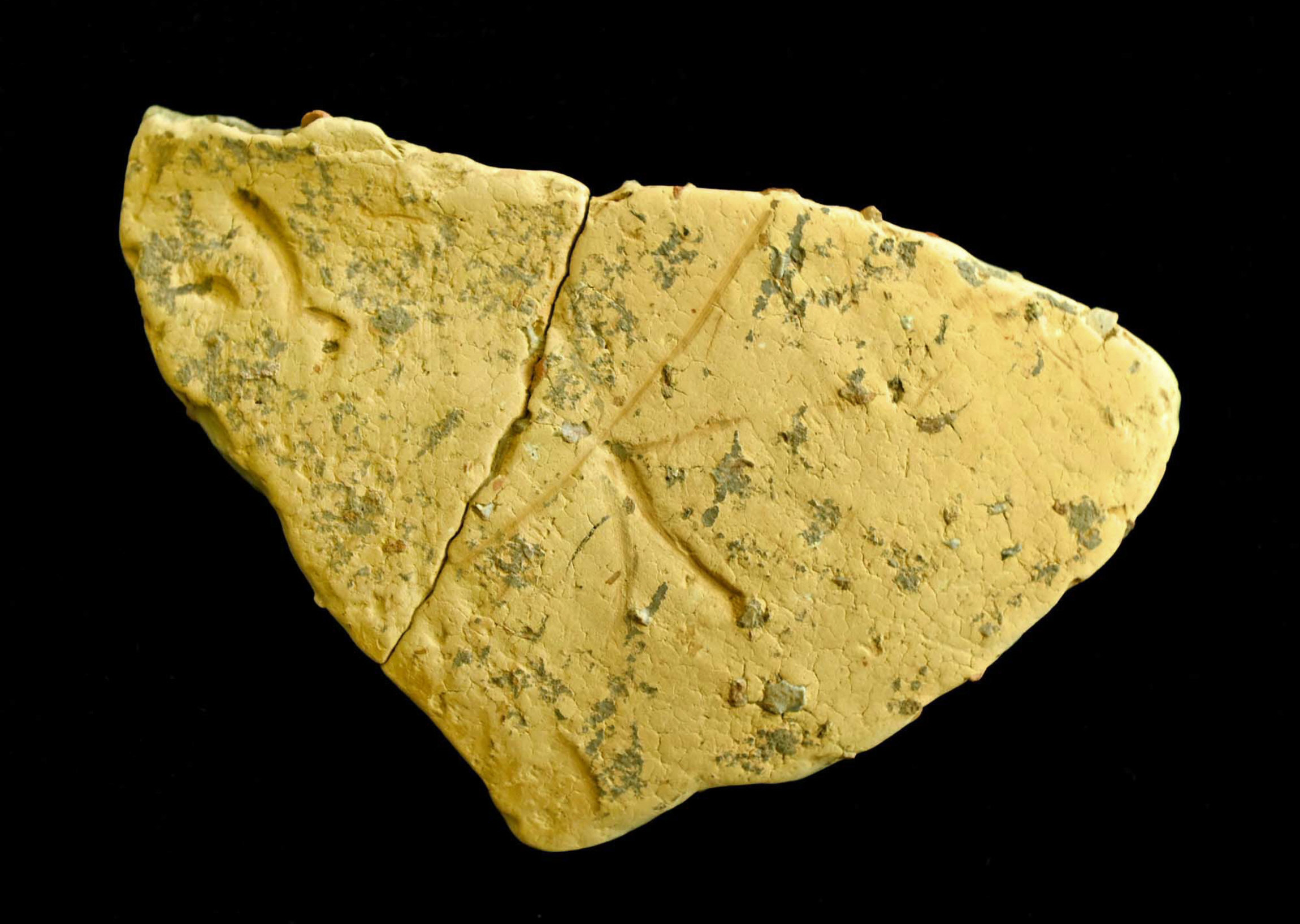 全文公開】卑弥呼もびっくり！？ 古代文字「何不」が刻まれた土器