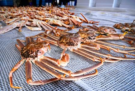 金綜絖　33センチ　古め　新品も若干含む ズワイガニ漁解禁初競り 金沢では1匹450万円 | 高知新聞