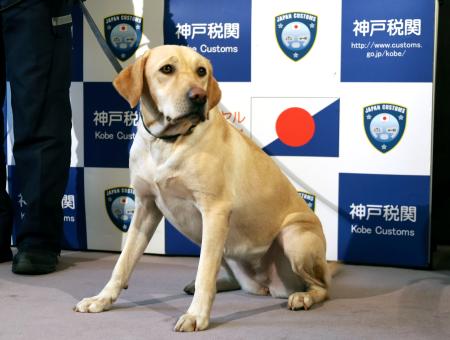 新入り麻薬探知犬、お手柄 神戸空港荷物、薬物かぎわけ発見 | 高知新聞
