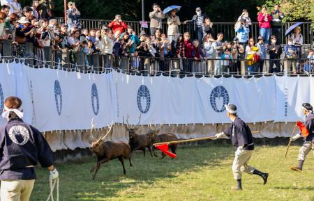 迫力すごい」シカの角切り 追い込む勢子との攻防に大歓声 | 高知新聞