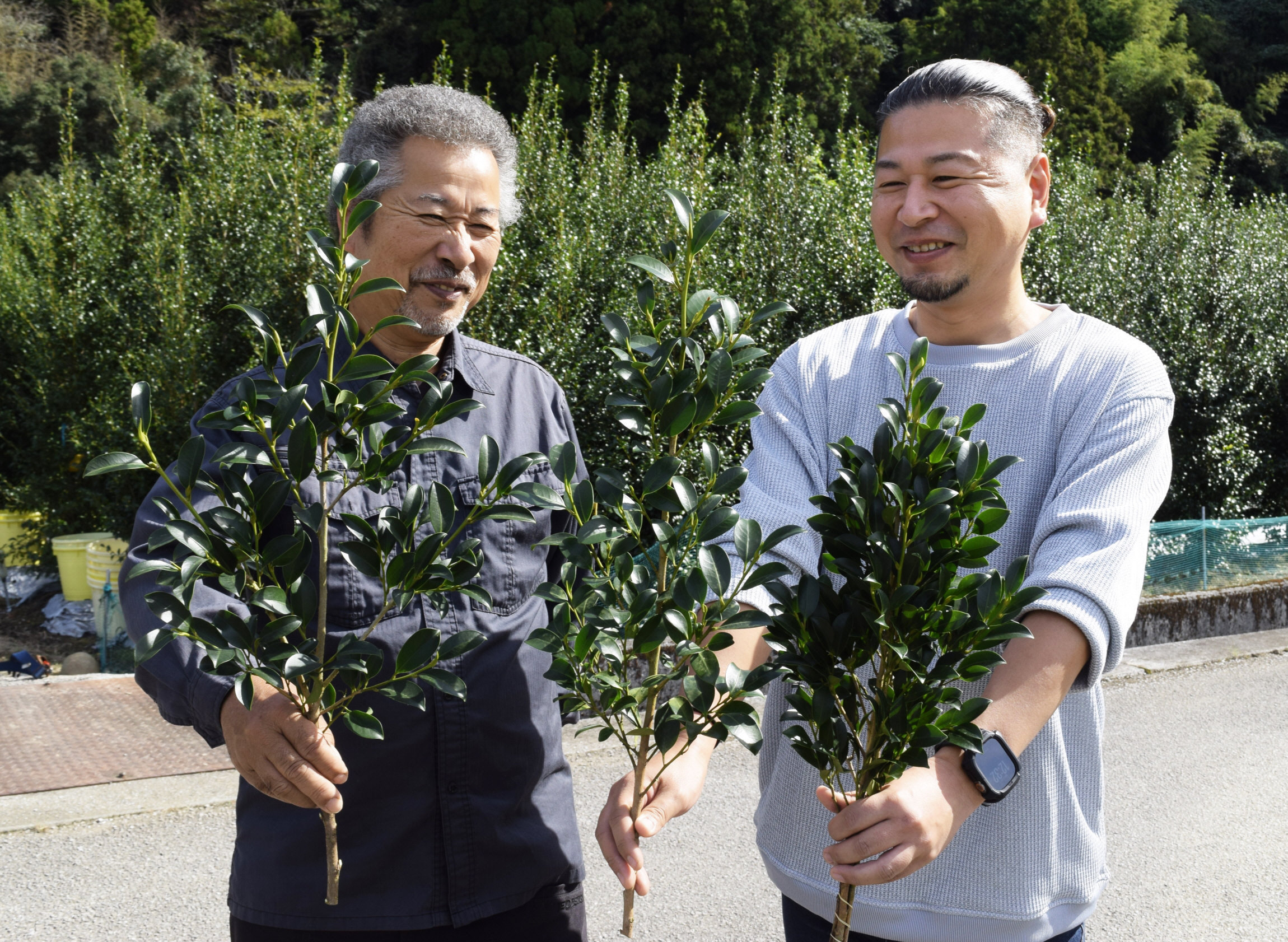 無農薬　梶ノ木の苗木　高さ133cm、 白い百合の苗木、おかめ笹50株 神社に欠かせない「サカキ」栽培に試行錯誤し高知から全国初の品種登録