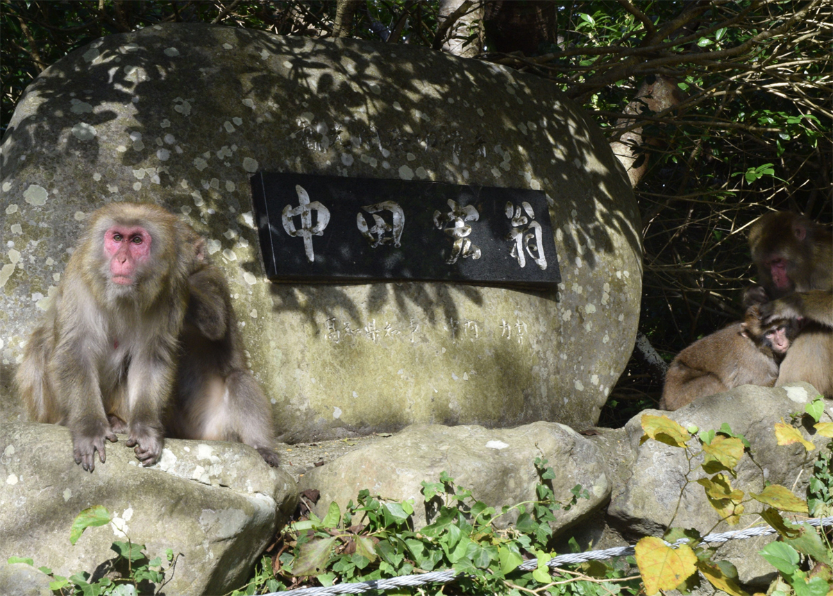 全文公開】のんびり優しい「お猿の公園」60匹出没 1964年開園