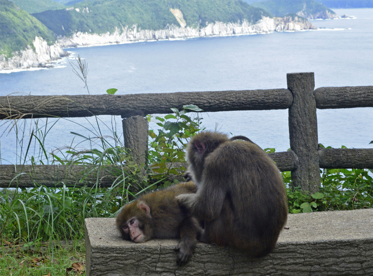全文公開】のんびり優しい「お猿の公園」60匹出没 1964年開園