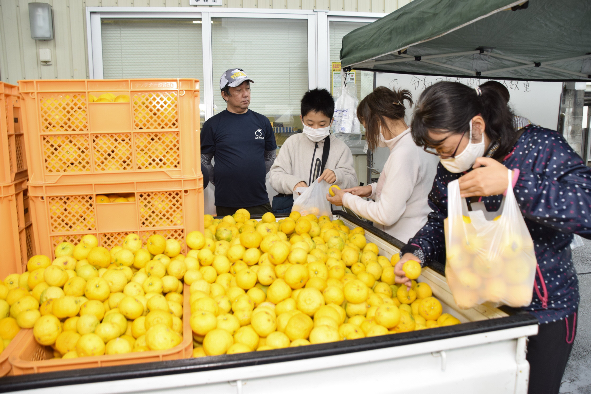 ユズ満載軽トラ囲んで詰め放題 北川村でゆず祭り ユズ料理も 児童生徒
