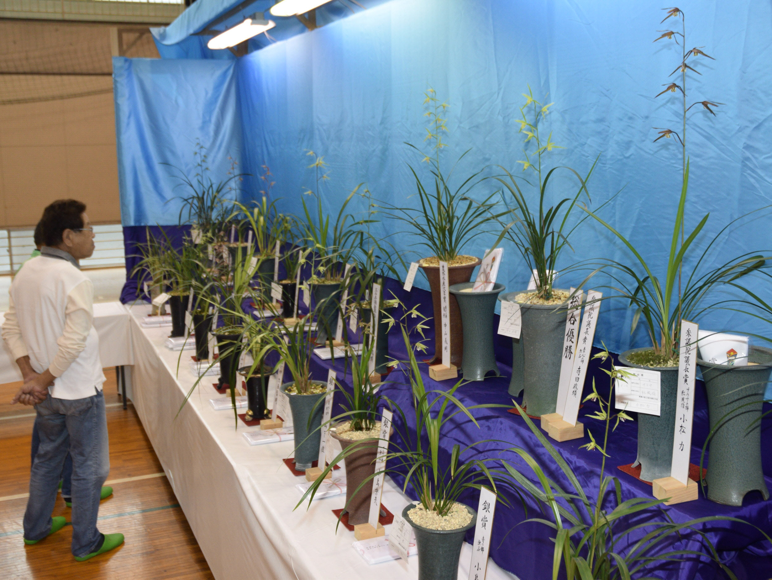 一括譲渡　寒蘭 寒蘭82鉢 美を競う 高知県宿毛市で品評会 | 高知新聞