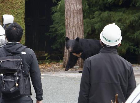 警官ライフルでクマ駆除可能に 13日から、岩手と秋田に部隊 | 高知新聞
