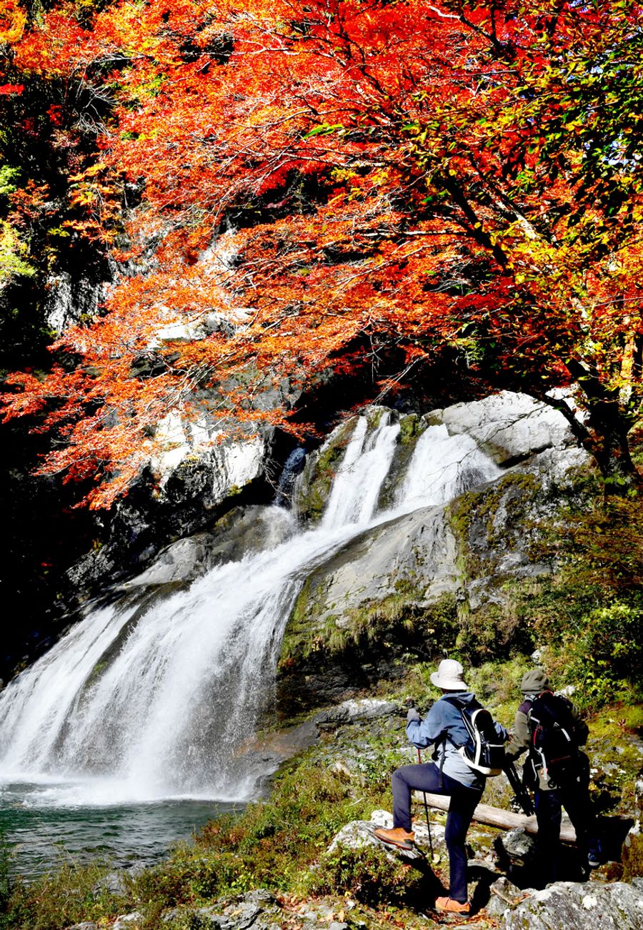 鮮やかに輝く瀬戸川渓谷のモミジ（土佐町瀬戸）