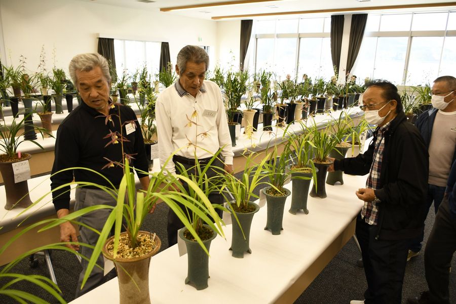 ２２２鉢が並ぶ土佐愛蘭会本部花展（土佐市の「つなーで」）