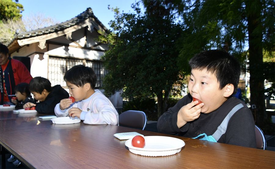 フルーツトマトの早食い競争を楽しむ子どもたち（日高村の小村神社）