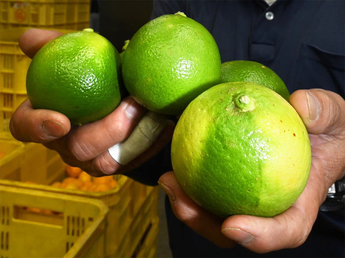 世界で需要ある高級柑橘「ベルガモット」高知を国産の聖地に！生産者ら