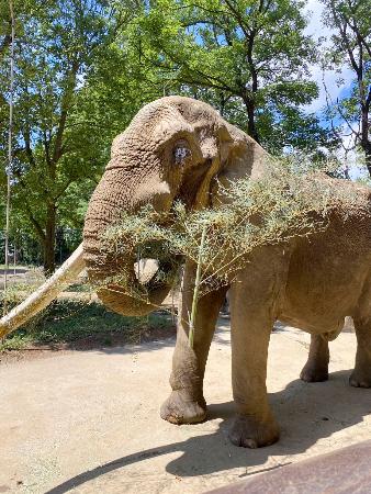 国内最高齢雄のアフリカゾウ死ぬ 推定36歳、仙台の動物園 | 高知新聞