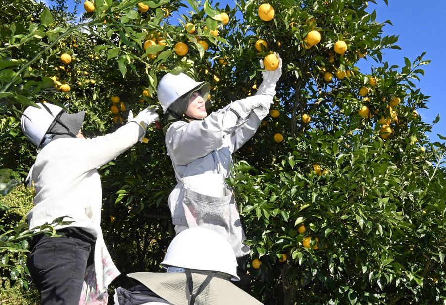 ユズの収穫作業に汗を流す高知市職員（高知市土佐山高川）