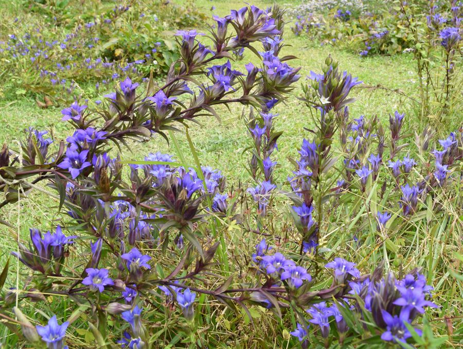 青紫に輝くリンドウ（三原村宮ノ川の星ケ丘公園）