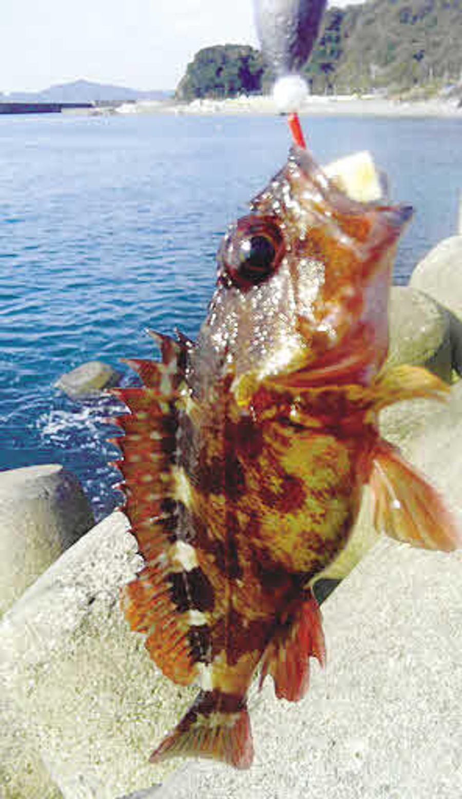弟が穴から釣り上げたガシラ。餌は生鶏皮