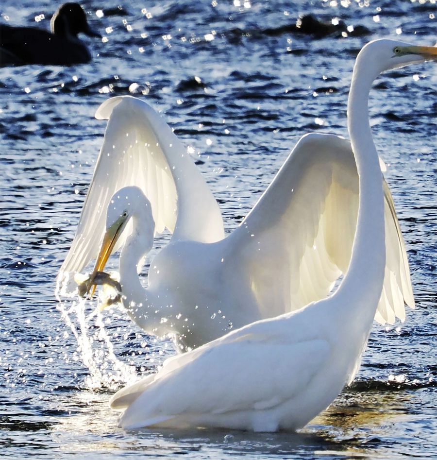 寒い朝。鏡川でアユを捕らえるシラサギ（高知市縄手町）