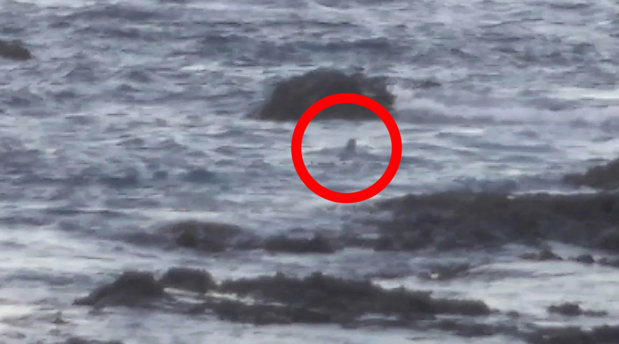 動画】「絶滅」ニホンカワウソか？最終確認から50年近く高知県