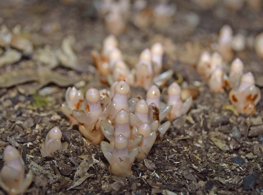 11月半ばに姿を見せ始めたヤッコソウ。ぷっくり、みずみずしく咲く姿を楽しめる(室戸市の金剛頂寺)