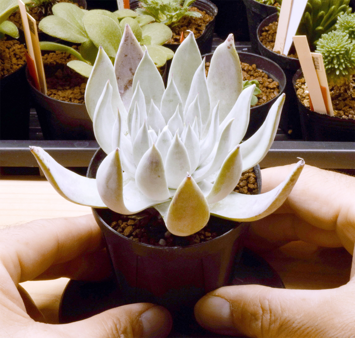 白さ際立つ多肉植物 ダドレア・クサンチ―《自慢のイッピン》ちいきのお