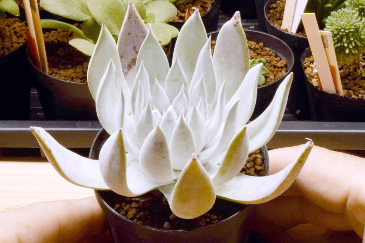 白さ際立つ多肉植物 ダドレア・クサンチ―《自慢のイッピン》ちいきのお