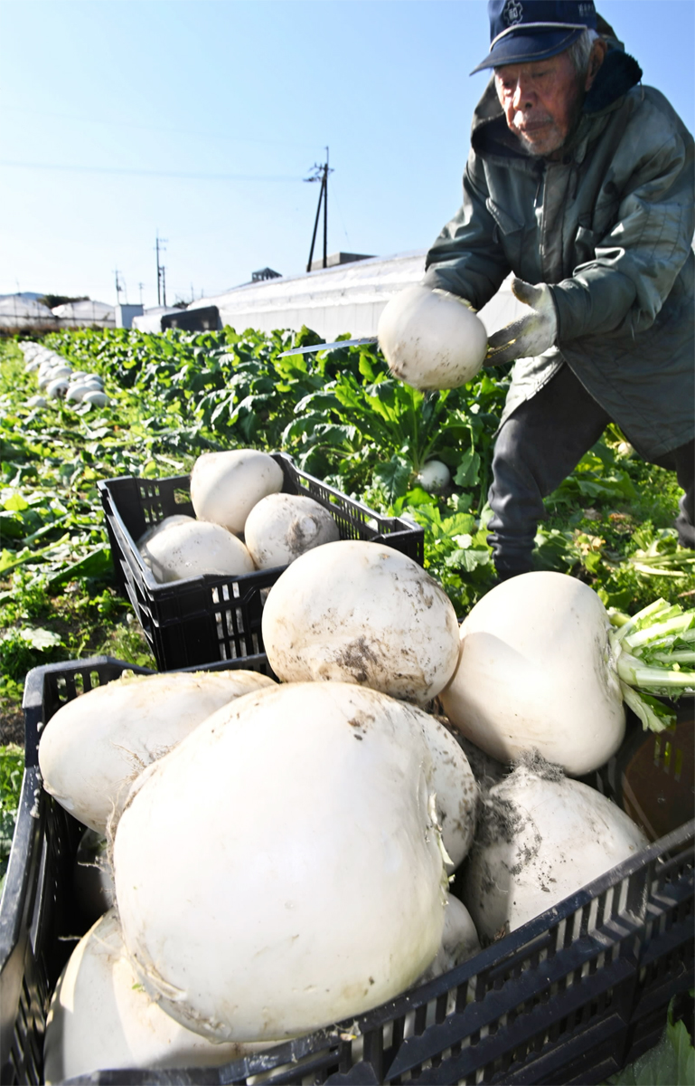 真っ白つやつや「最高の出来よ」 弘岡カブの収穫がピーク 高知市春野町