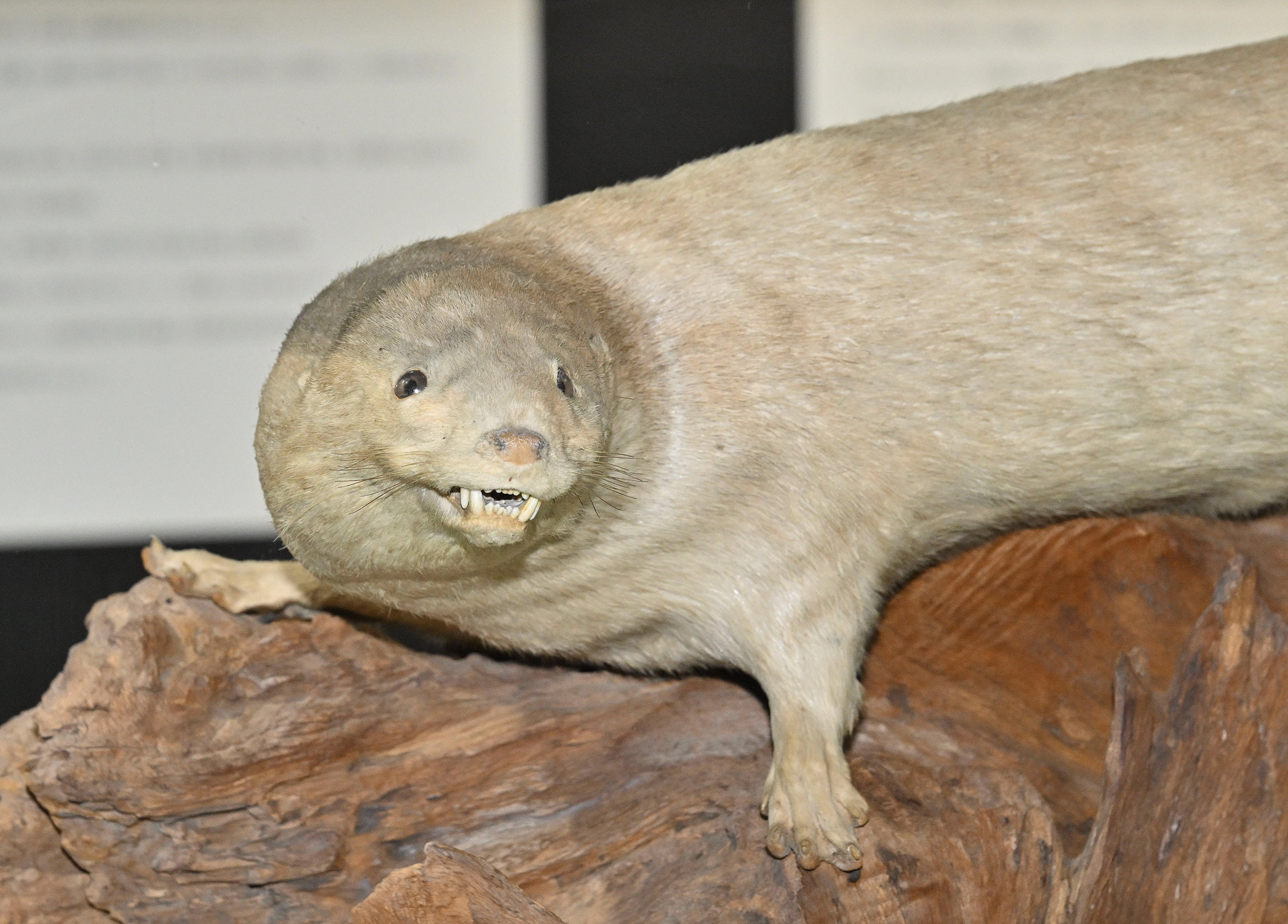 足摺海洋館SATOUMIでカワウソ展 ニホンカワウソはく製も | 高知新聞