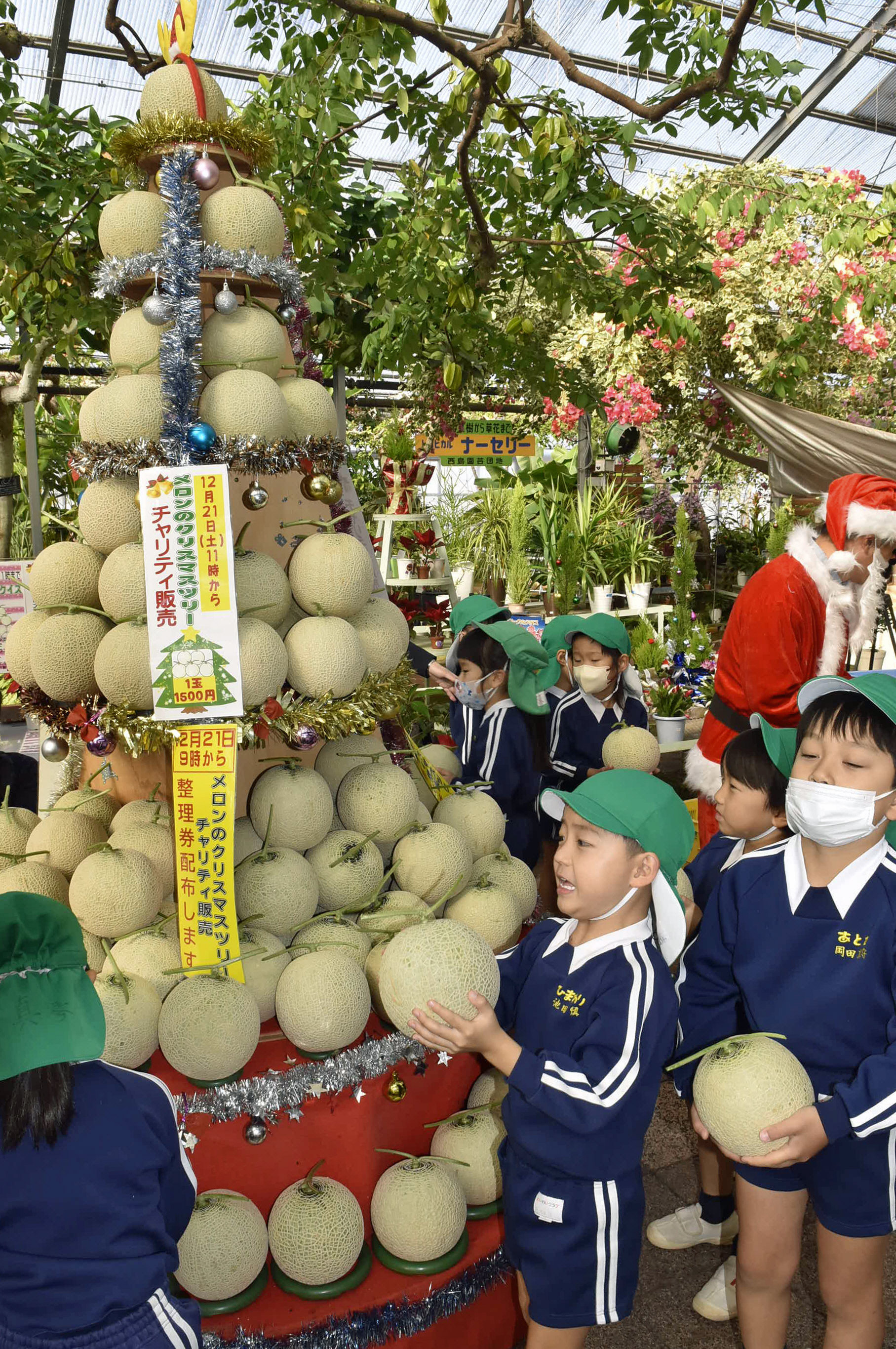 2メートルの「メロンツリー」食べ頃はいつ？ 西島園芸団地で園児が