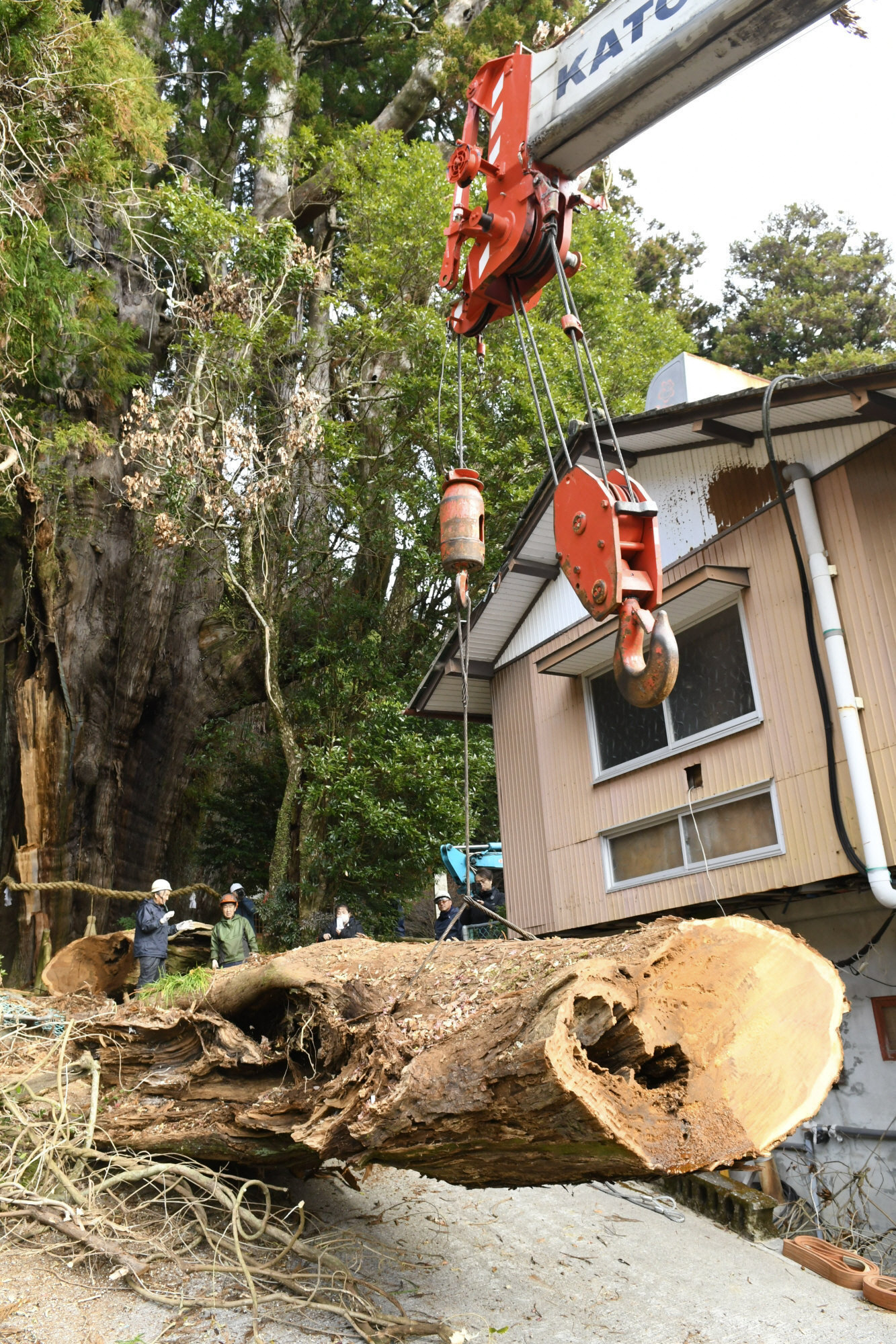 巨木みたいだけど、枝 夏の大雨で剥落した「杉の大スギ」枝撤去 大豊町