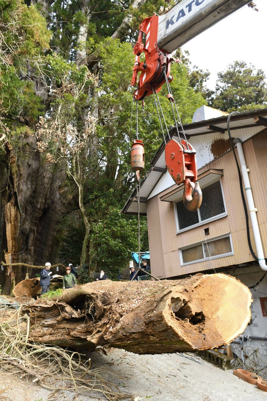 折れた枝の撤去作業。後ろが「杉の大スギ」(大豊町杉)