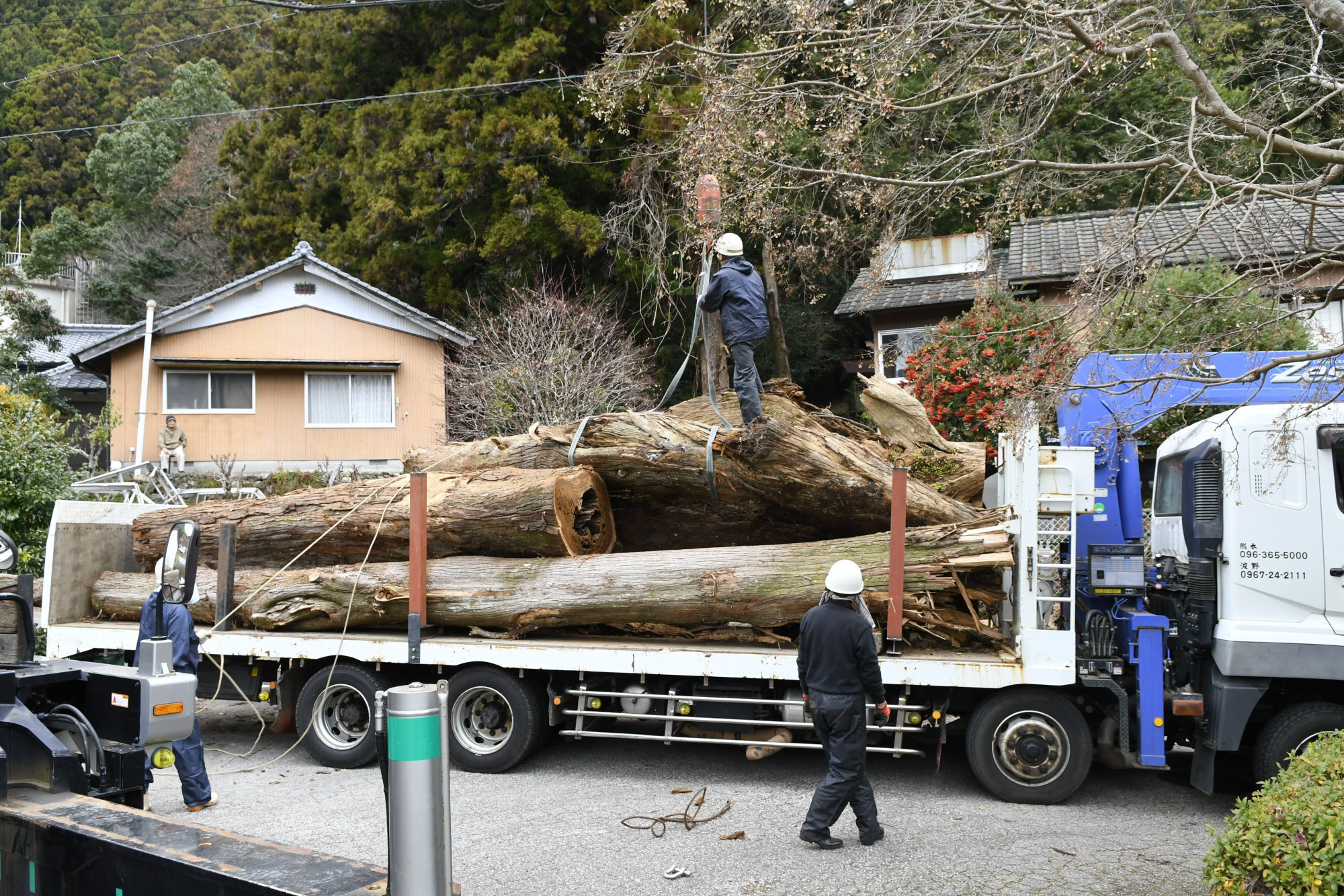 巨木みたいだけど、枝 夏の大雨で剥落した「杉の大スギ」枝撤去 大豊町