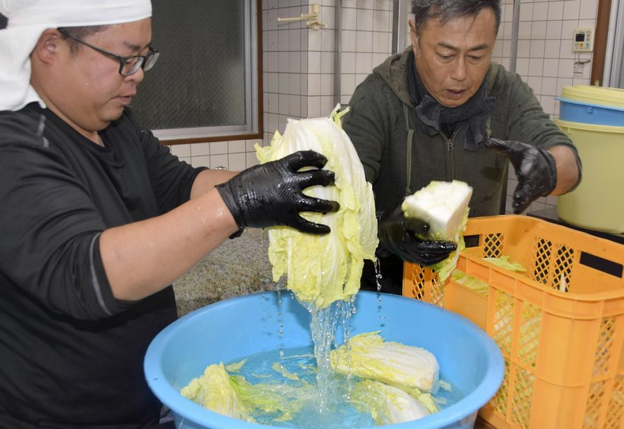 身が詰まった白菜を粗漬けするレッツ郷メンバー（室戸市室津）