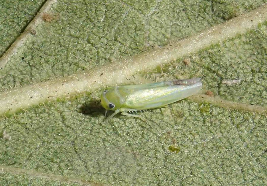 葉を吸うモモヒメヨコバイ（県病害虫防除所提供）