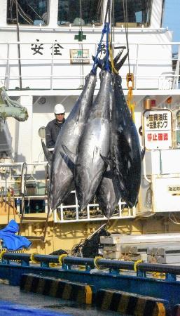 神海60号(500m) 新品：巨大クロマグロ用 AS20260324003506_comm.jpg