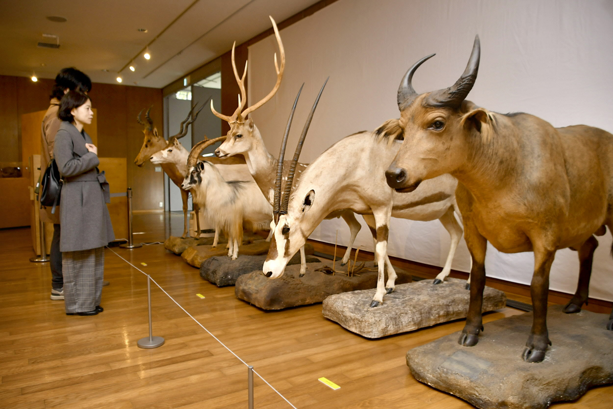 迫力ある「剥製」見るチャンス！動物の生態リアルに学ぼう 国立科学
