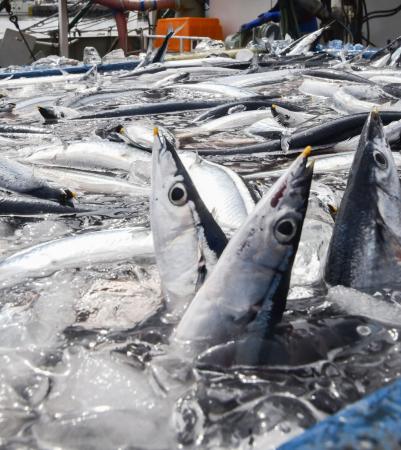 さんま まとめ売り sddefault.jpg