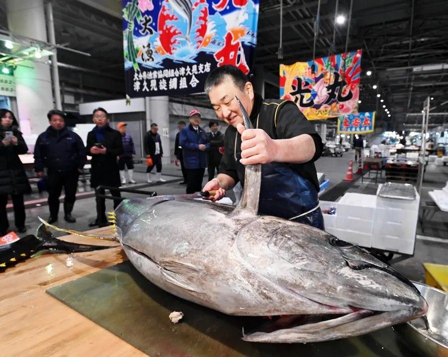 高値で競り落とされたマグロが早速解体されました（１月５日、高知市弘化台）