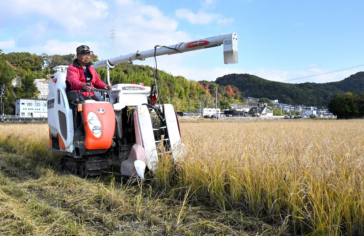 田植え1回で2度収穫、酒米増産へ「再生二期作」高知県内の農家が挑戦