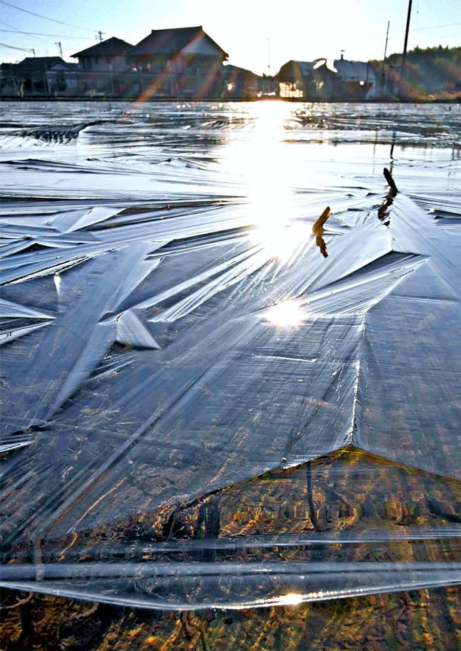 ビシッと凍り付いた水田(午前8時10分ごろ、香南市野市町東野)