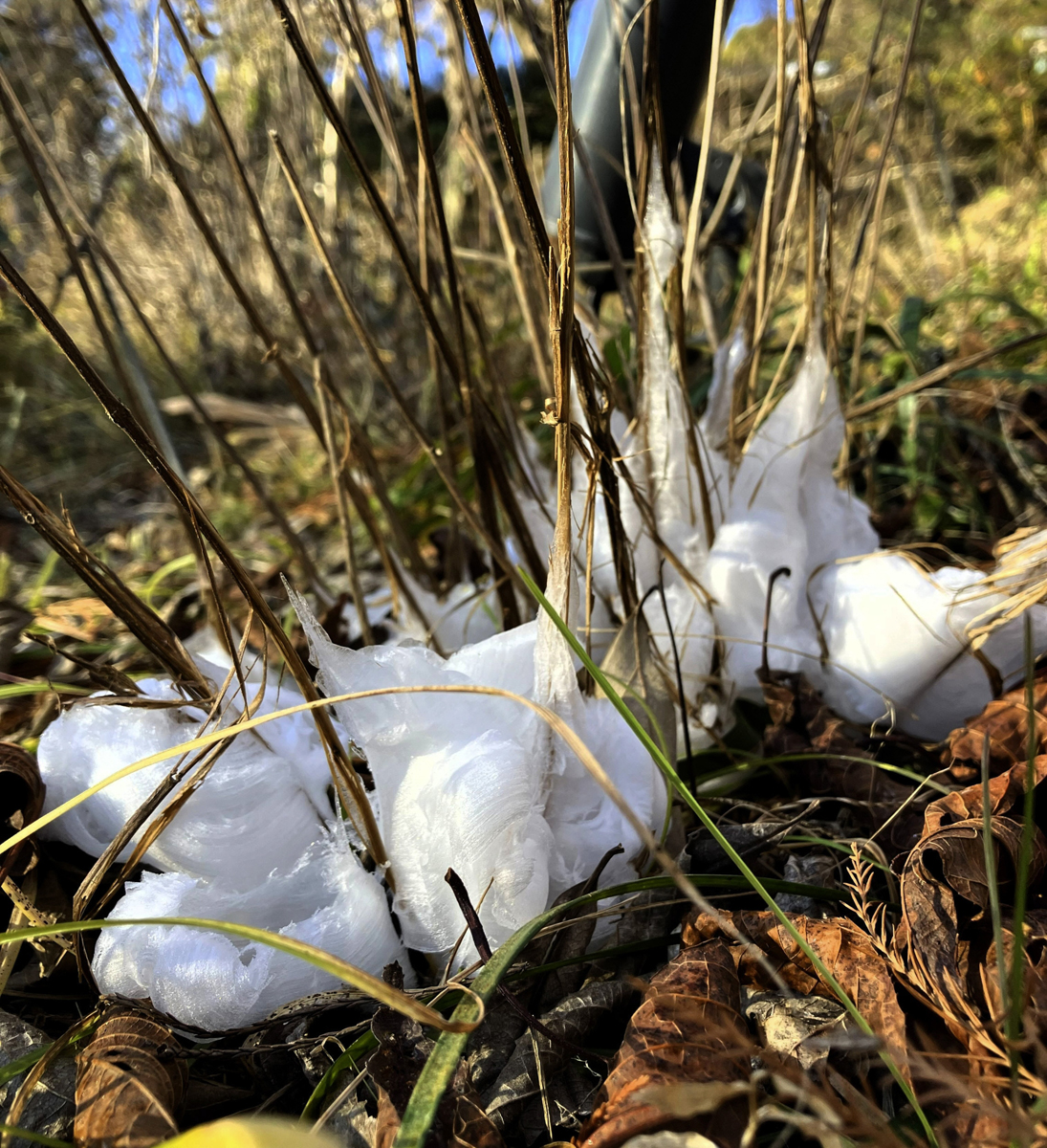 シモバシラに霜柱！？ 高知県立牧野植物園で今冬も「氷の芸術」が出現
